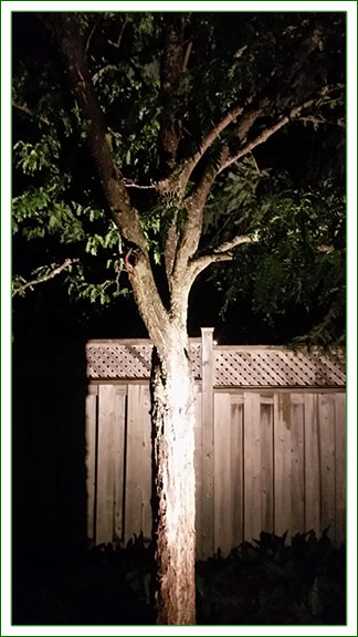 Outdoor Lighting - Tree Light